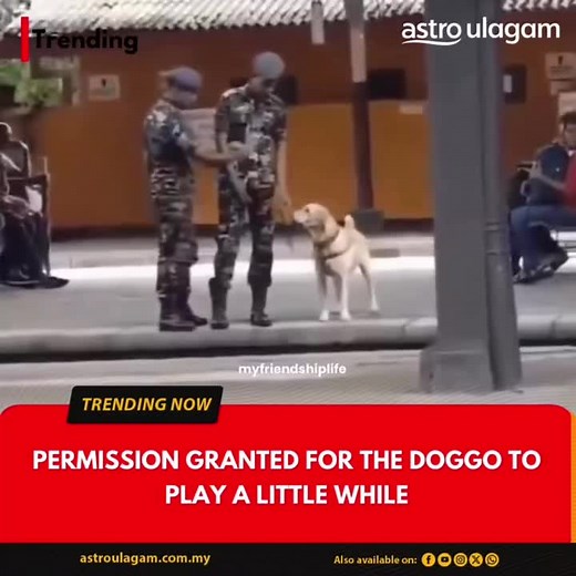 Adorable Friendship: Animals Being Friends in Nature