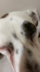 Our 5 Deathrow dogs ( that ended up being 9😬 ) have finally arrived. Thank you to the Rangers, pound staff, Pledge Pages and transporters for making this happen. Thank you to you guys for supporting us with basic vet work contributions. But most of all thank you to our carers for being there and opening your home's and hearts to these babies. We will introduce them all over the coming days .. they have some stories to tell 💔 Meet Ranger (fostered by Jessica) Rangers eyes are swollen and sore a