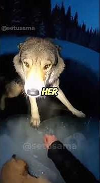 A Wolf Dragged Off Our Dog But Fell Through The Ice - Rescue Operation ❤️