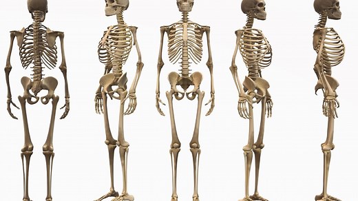 Squelette humain : définition, rôle, anatomie