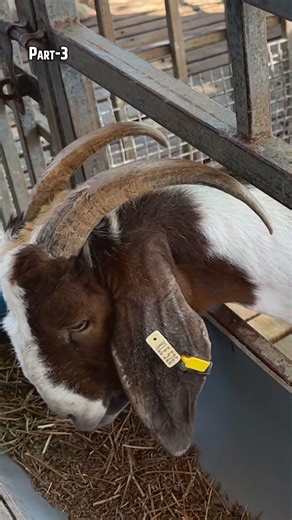 Advance Goat Farming Tour Part-2. @bhartiyakisaan_bk #goatfarm #goatfarmer #goatfarming #jaikisan