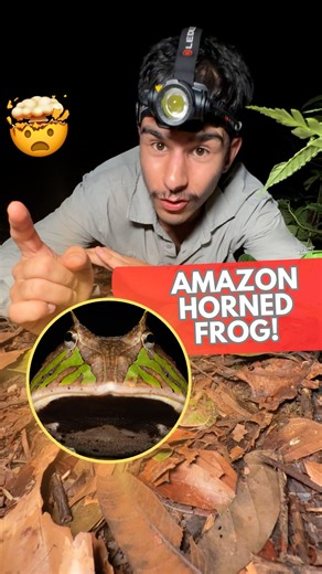Nick Volpe on Instagram: "PACMAN FOUND IN MANU! 🐸💚 One of the most adorable frogs in the world, the Amazon Horned Frog is the PERFECT ambush predator! 😋 Sitting camouflaged in the leaf litter, they wait until anything walks by before making them disappear in that GIGANTIC mouth! 👄 Such an incredible amphibian and the reason why the Amazon is just the best place ever! 🌳✨ . . . #frog #animal #nature #wildlife #animals #amazon #peru #rainforest #macro #cuteanimals #reels #fyp #instagram #trave
