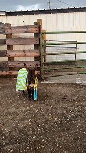 56K views · 976 reactions | When you forget to go inside during the storm #justababy #babyminidonkey #dancingintherain #microminidon | Double Donkey Ranch | Facebook