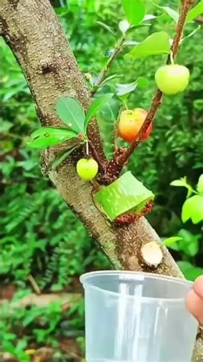 teknik cerdas dan sederhana mencangkok tanaman - agriculture #shorts