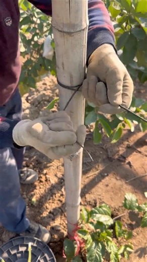 Simple Trellis Tie Hack #farmingtech