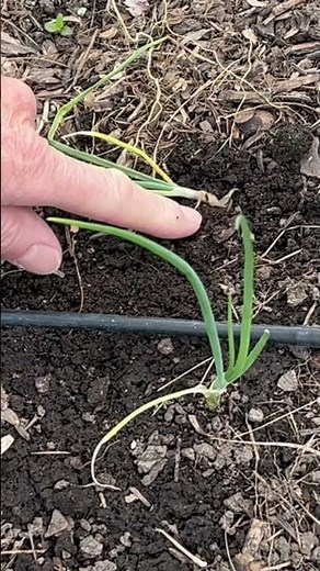 Learn how to recognize cutworm damage in your garden. #gardeningtips #insects #organicgardening