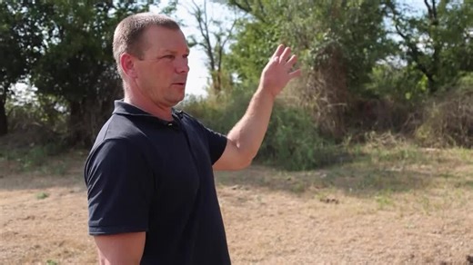 Locusts spread in Ukraine’s south as war disrupts control measures