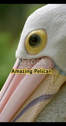 "Amazing Pelican Facts in 30 Seconds! 🪶 | ZooQuick"