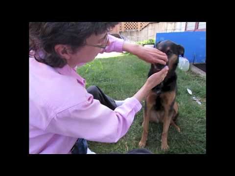 Teeth Brushing: Teaching a Dog to Be Comfortable & Calm