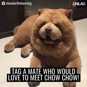 Look at this fluffy teddy bear 😍 | UNILAD
