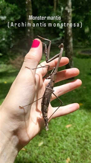 We still have limited juvenile Monster Mantises (Archimantis monstrosa) at Minibeast Wildlife from our sustainable breeding program! These impressive mantises are one of Australia's longest species. | Minibeast Wildlife