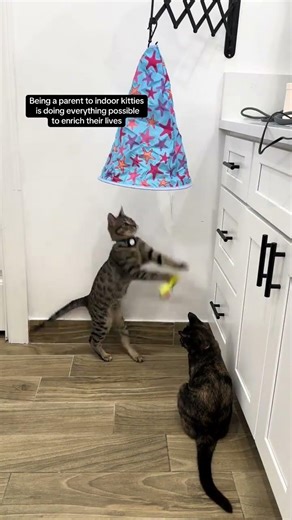 This fun interactive toy stays in rotation from pick 😻