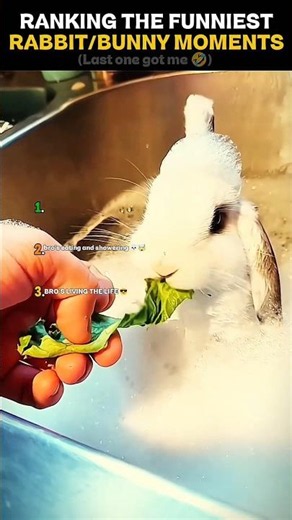 Ranking the Funniest Rabbit/Bunny Moments 🤣 (Part 1) #usa