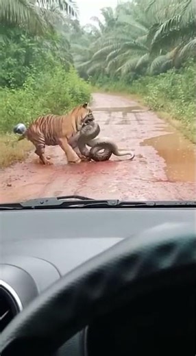 RARE! Tiger Drags Massive Python Into Jungle #nature #tiger