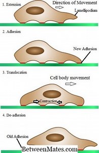 Différence entre migration cellulaire et invasion | Migration cellulaire vs invasion - Science et Nature 2026