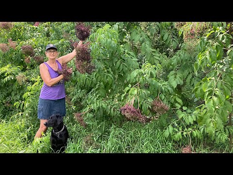 How we identify our American Elderberry cultivars: Adams, York and Native varieties