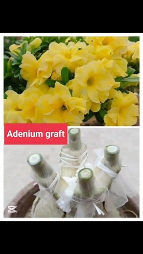 Adenium grafting process #adeniumgrafting #adeniumlover #adeniumshop #adenium #garden #reels | Adenium Shop
