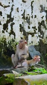 5.7K views · 205 reactions | Pigtail monkey like to play with baby Leo monkey | Love Monkey | Facebook