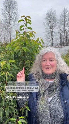 Laurel Trees 101: The Ultimate Guide to Planting, Care and Maintenance