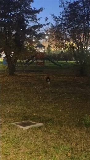 This isn’t a remote-controlled toy.This is Jack. #animal #shorts #humour #jumpdog