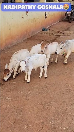 Nadipathy Cows ❤️ Short Cows - Unique reality! 😱🐄 So Wholesome! #cow #cute #wow #lol #omg #now #bull
