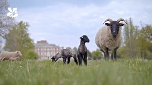 Every spring, the 280 rare-breed ewes at Wimpole Estate NT welcome several hundred new arrivals. Go behind the scenes with the livestock team at Wimpole to discover the work that goes into a successful lambing season. | National Trust - East of England