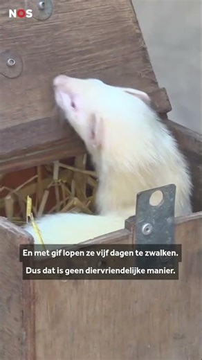 Ferrets deployed for rat infestation in Amsterdam