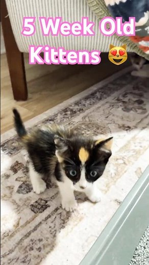 5 Week Old Kittens Learning to Play! ❤️