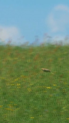 If the Adonis Blue is the iconic butterfly species of the South Downs, then the skylark is probably the iconic bird species. When walking through chalk grassland habitat, don't be too surprised if you're suddenly greeted by a dozen or more skylarks rising from their nests to serenade you with their flight-song. Super quick, their flight pattern is a rise and fall, mimicking their tune. As a groundnesting bird, keep a close look out for signs asking you to stick to the path and to keep dogs on th