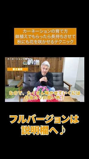 カーネーションの育て方 鉢植えでもらったら長持ちさせて秋にも花を咲かせるテクニック#Shorts