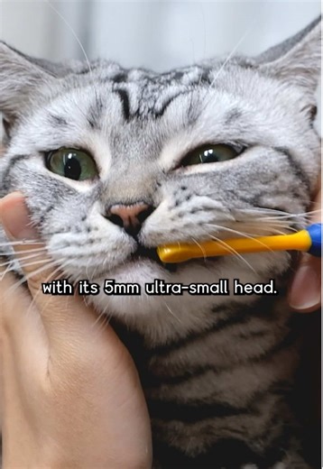 Precision Dental Care for Pets