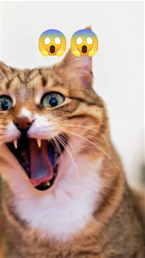 app bhi yakin nahi karenge .. www🤣🤭😁 #cat #funny #comedy #trending #shorts