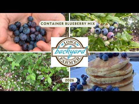 Yes, you can grow blueberries in containers!