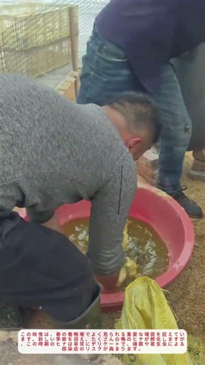 春の養鴨場！伝統的な薬浴で鴨のヒナを健康に育てる方法｜農村生活