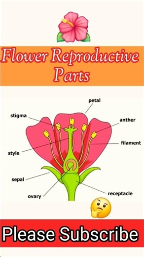 Flower Reproductive Parts | Reproductive Parts OF Plants | #shorts #ytshorts