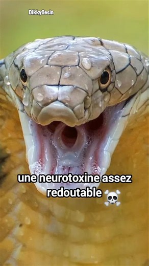 The Largest Venomous Snake on the Planet | Cobra Royal