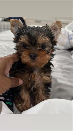 Meet this cute little baby Potty trained 14 weeks old Vet checked | I love yorkies