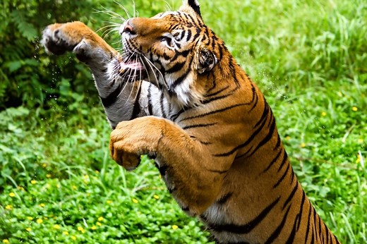 How High Can Tigers Jump? (Tiger’s Leaping Ability) - Tiger Tribe