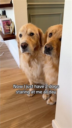 It’s their full time job!