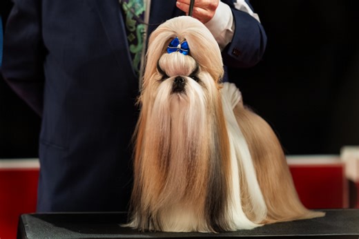 How to Get More Involved in Conformation Dog Sports