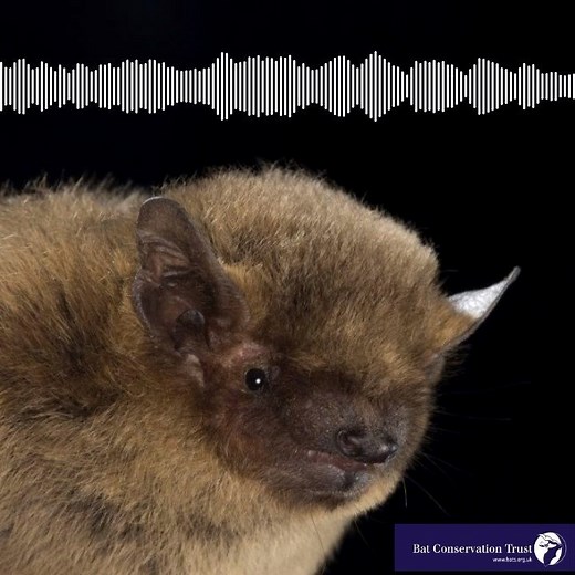 You've made it through the first full week of January! Sit back, close your eyes and listen to the magical echolocation sound of this soprano pipistrelle. Help us make sure bats like this soprano pipistrelle are still around for generations to come and support our work to protect them and their habitats. See here some ways you can help bats: https://www.bats.org.uk/support-bats | Bat Conservation Trust