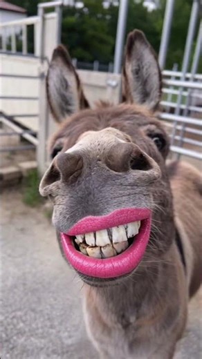 best laughing donkey like pretty girl