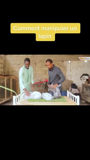 How to Handle a Rabbit: Grooming Tips and Techniques