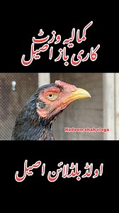 Pure kamalia aseel Karibaz line #Aseel #farming #chicken | Nadeem shah aseel