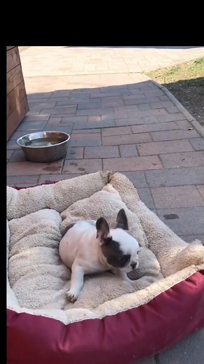 Adopt a French Bulldog Today! Are you searching for a French Bulldog puppy for adoption? Our adorable, healthy, and well-socialized Frenchies are waiting for their forever homes! ✨ What we offer: ✔️ Vet-checked & vaccinated puppies ✔️ Loving, playful, and family-friendly French Bulldogs ✔️ Affordable adoption fees French Bulldogs are loyal, gentle, and make the perfect companions for families, singles, and seniors. Don’t miss the chance to bring home a Frenchie puppy full of love and joy. | Adop