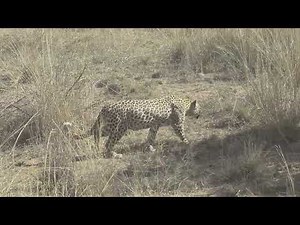 Ontmoetingen in de savanne : het luipaard