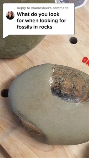 How to identify a fossil crab #fossils #science #crab #paleontology | Mamlambo Fossils