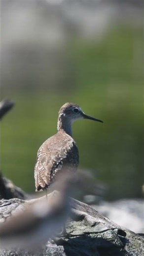 Grey Plover . Short video 4K-UHD Birds Photography | Wild Video | Wildlife Animals