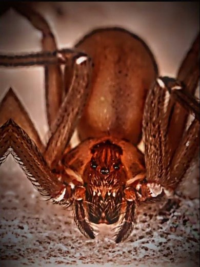 Black Widow vs Brown Recluse