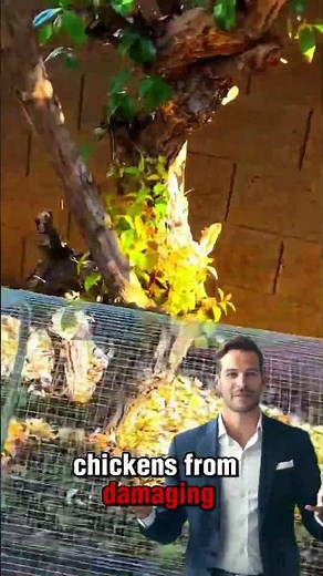 chicken tunnel made of net #short #creativeidea #tricks #idea